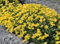 Sedum Stonecrop Acre semi perenni