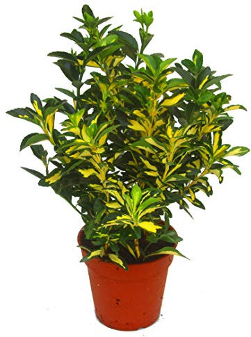 Euonymus japonicus 'Ovatus Aureus' Japanischer Spindelstrauch 13 cm Topf - Winterharter,immergrüner Strauch