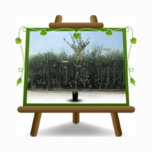 EURO PLANTS VIVAI Leccino Pianta di Olivo su Vaso da 20 cm - Altezza 120~130 cm - Età 2 Anni