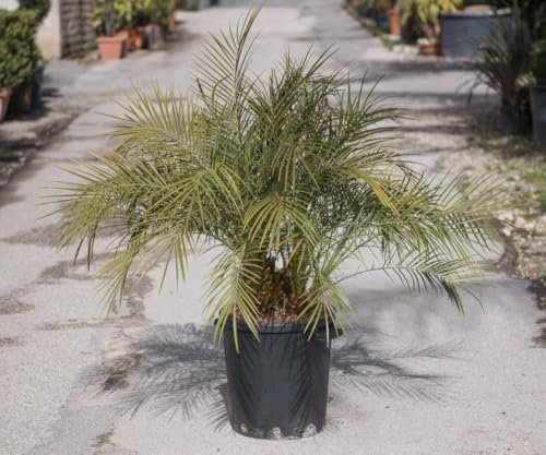 Phoenix roebelenii o palma da dattero nana, vaso 35 Cm - Pianta sempreverde