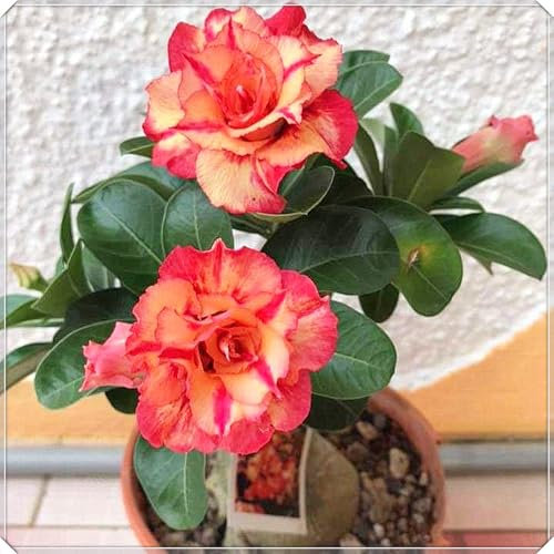 Bulbo Di Rosa Del Deserto,Perenne,Fioritura Costante,In Vaso,Tollerante Al Secco,Apocynia,Rosa Del Deserto,Rosa Del Deserto Piant-3bulbi-G