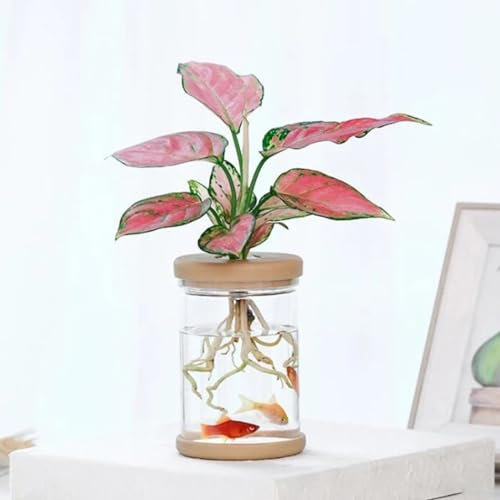HEIBTENY Lot de 2 pots de fleurs hydroponiques transparents pour petites plantes, respirants et pratiques, 9HAYKC5874D53E166316ZEN