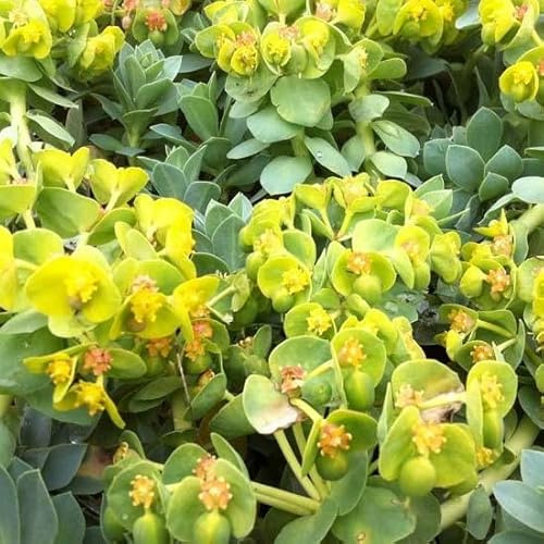 6x Walzen-Wolfsmilch - Euphorbia myrsinites - Topf 9x9cm - Steingartenpflanze