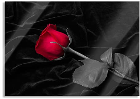 Pixxprint Glasbild, Wandbild aus Echtglas, Rose gebettet auf Samt, 60x40 cm, inkl. Aufhängung und Abstandshalter