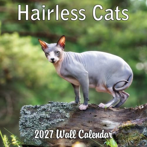 Monats-Wandkalender 2025, haarlose Katzen, 30,5 x 61 cm, dickes, stabiles Papier, Sphynx Cats Kalender 2024–2025