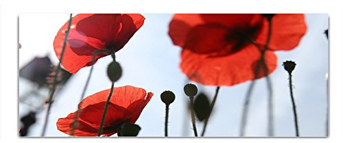 DekoGlas Glasbild 'Mohnblumen' Echtglas Bild Küche, Wandbild Flur Bilder Wohnzimmer Wanddeko, einteilig 125x50 cm