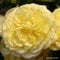 2 x Rose - Rosa 'Solero' Topf 25-30 cm - Eine sonnige Zitronengelbe Floribunda-Rose für Ihren Garten