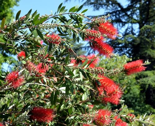 Zylinderputzer, Callistemon 30 Samen, mehrjährige, blühender Busch