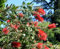 Zylinderputzer, Callistemon 30 Samen, mehrjährige, blühender Busch