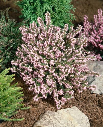 Erica x darleyensis 'Darley Dale' 10 cm Topf – Winterhart, Immergrün, Pflegeleicht – Winterheide – Bodendecker für Beet & Kübel