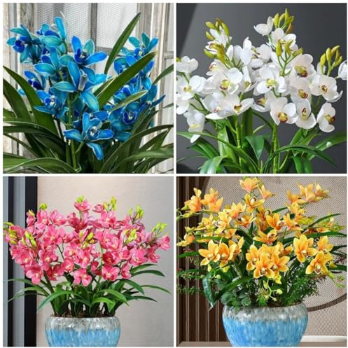 (FRJNGC) Cymbidium Bulbs,Cymbidium Orchid Plants Outdoor,Cymbidium Orchid Plants Live with Buds, Hardy Perennial Excellent Display-3 Bulbs-E