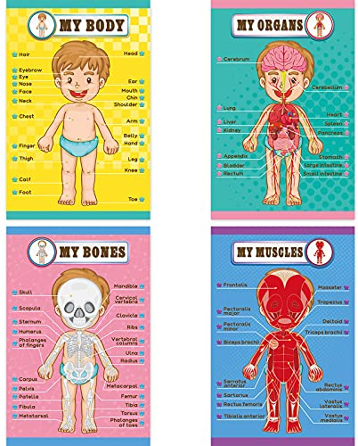 Menschlich Körper Pädagogisch Lernplakat Körperteil Lernen Wanddiagramm für Kinder Cartoon Anatomie Poster Vorschule Kindergarten Unterrichtsmaterial, Klassenzimmer, 17 x 11 Zoll