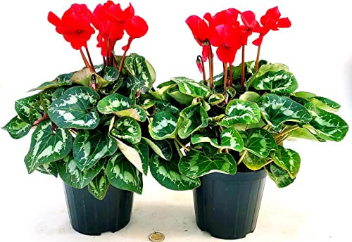 POWERS TO FLOWERS - CICLAMINO A FIORE GRANDE ROSSO, CICLAMINO DA BALCONE, 2 PIANTE, VASO 14CM Diametro, piante vere