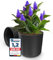 2er-Pack Blumentopf ⌀ 14cm anthrazitfarbene, Pflanzentopf rund hergestellt in der EU aus recycelbarem Kunststoff, UV-beständig und robust - Keine Untersetzer nötig Modernes Design (Anthrazit, ⌀ 14)