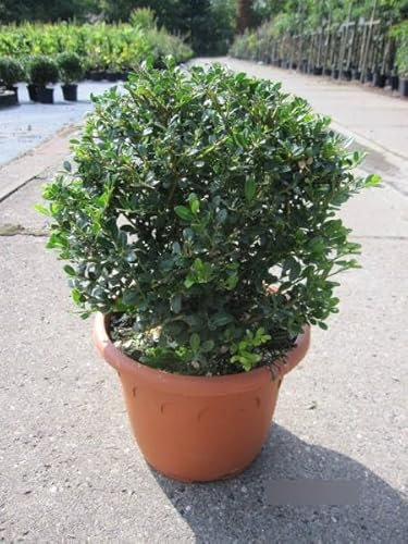 Ilex crenata Glory Gem Kugel - Berg-Ilex Glory Gem Kugel