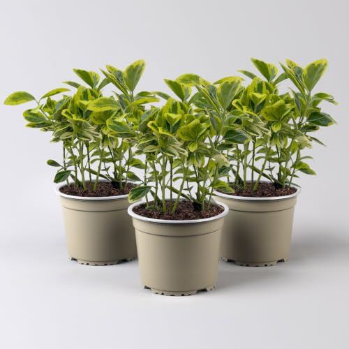 Japanischer Spindelstrauch, Euonymus japonicus 'Marieke', Topf-Ø 13 cm, 3er-Set