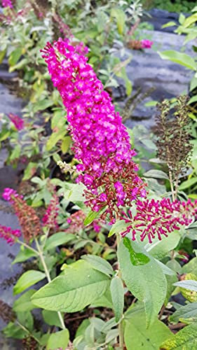 Buddleia davidii BUTTERFLY™RED/Arbre aux papillons rouge/Godet