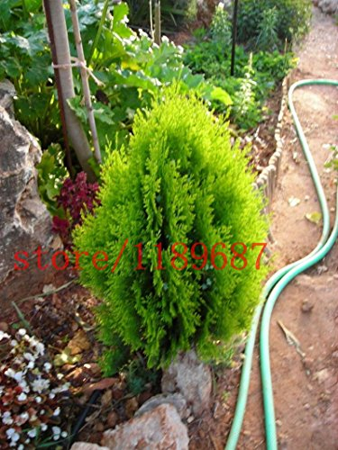 1bag = 100 Stück Bonsai Zypresse Samen Mini Bonsai Zypressen Platycladus orientalis orientalischen Lebensbaum Samen