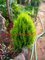 1bag = 100 Stück Bonsai Zypresse Samen Mini Bonsai Zypressen Platycladus orientalis orientalischen Lebensbaum Samen