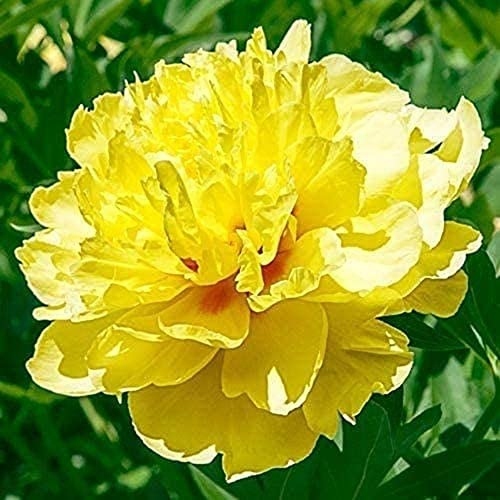 2Pcs Pfingstrose Lampen Helle Gelb Winterhart Stauden Pfingstrose Bare Wurzel Blumen Sind Seltene Pfingstrose Sorten Verwendet Für Frühling Blumen Indoor Und Outdoor Pflanzen