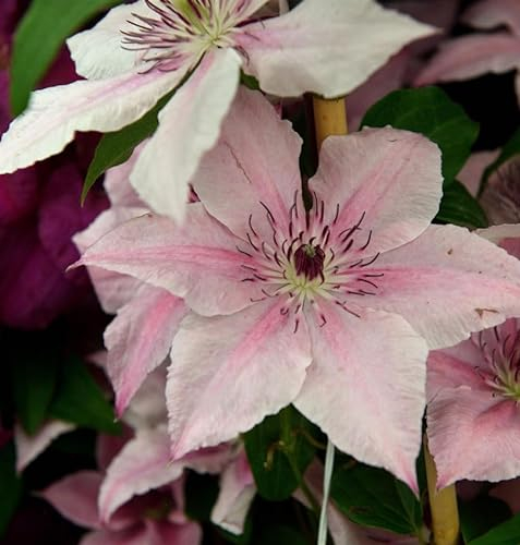 Waldrebe Pink Fantasy 60-80cm - Clematis - lebende Gartenpflanze aus den Baumschulen