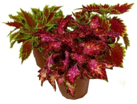 1 Planta Coleo Variado, Enviado al azar, 20-25 cm. Solenostemon scutellarioides. Planta ornamental de vivos colores en sus hojas, ideal para sombra o semisombra. Segura Garden.
