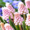 Shopmeeko 2016 neue 100 Hyacinthus Orientalis Bonsai Seltene Trauben Hyazinthe Bonsai Balkon Topf Bonsai Blume Bonsai Für Hausgarten Ornamen: Armee Grün