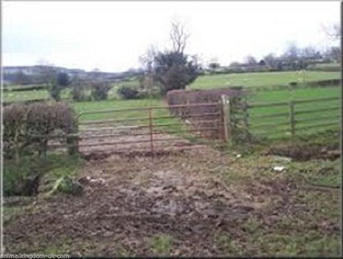 Gateway & PATCHING Paddock Grass Seed UNCERTIFIED (1, 20kg) - Fast Growing for Repairs on Pastures, Fields & Gateways