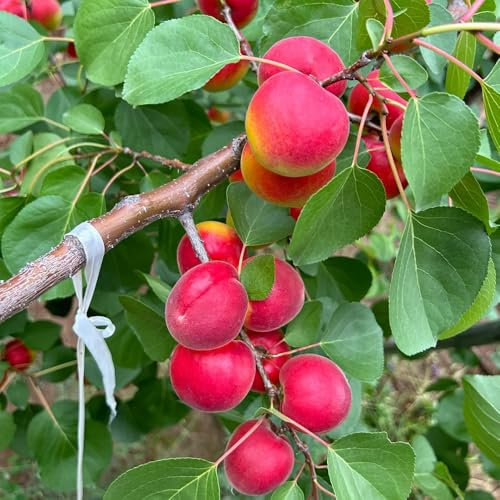 5 piezas Semillas de albaricoque, albaricoquero, semillas de frutas, regalo Compra un albaricoquero semillas de frutas plantas exóticas resistentes semillas organicas fruta fresca