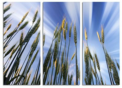 Paul Sinus Art 130x90cm – Keilrahmenbild Weizenfeld Weizenhalme blauer Himmel 3teiliges Wandbild auf Leinwand und Keilrahmen - Fotobild Kunstdruck Artprint