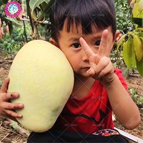 2 Stück ngGaint Mango Samen, Seltene Mangobaumsamen, Bonsai-Baum Samen, Bio-Erbstück Obst Lebensmittel Samen, Mango Topf für Garten pflanzen