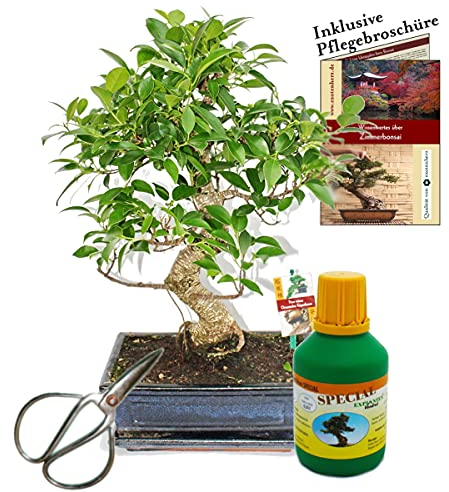 Bonsai - Chin. Feigenbaum - Ficus retusa - ca. 10 Jahre - 25cm Schale - Geschenk-Set mit Schere und Dünger