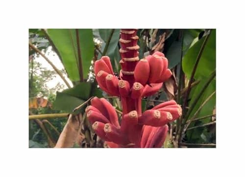 Stk - 2x Musa argentii Bananen Baum Haus Zimmer Pflanzen - Samen ID1693 - Seeds & Plants Shop by Ipsa