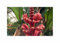 Stk - 2x Musa argentii Bananen Baum Haus Zimmer Pflanzen - Samen ID1693 - Seeds & Plants Shop by Ipsa