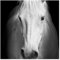 Vliestapete - Dream of a Horse - Pferd Fototapete 288 x 288 cm Quadrat