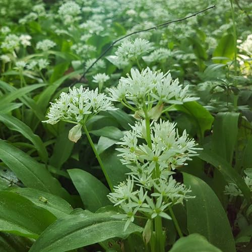 200 pcs bärlauch samen kaufen blumen samen exotische pflanzen heilkräuter winterharte pflanzen für garten balkon bodendecker samen hochbeet kräuter heilpflanzen samen kräutergarten