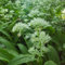 200 pcs bärlauch samen kaufen blumen samen exotische pflanzen heilkräuter winterharte pflanzen für garten balkon bodendecker samen hochbeet kräuter heilpflanzen samen kräutergarten