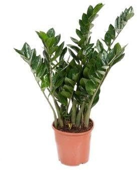 Fresh Plants - Zamioculcas Zamiifolia XXL - Pot Ø 21 cm, Hauteur 90 cm