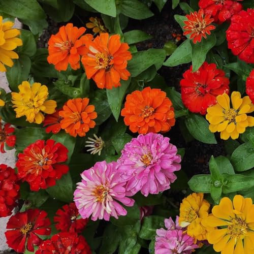 PREMIER SEEDS DIRECT Zinnia - California Giant Mix- 4 Gram ~ 480 Finest Seeds