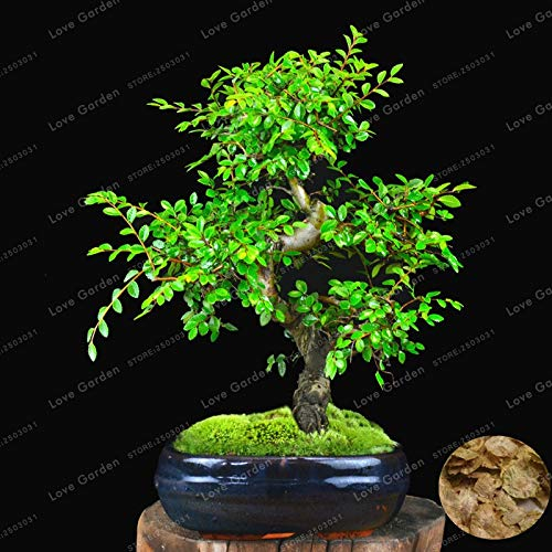 Pinkdose Chinesische Ulme Bonsai Baum Bonsai Neue Frische Woody Mehrjährige Outdoor Garten Bonsai Mini Ulmus Pumila 30 Teile/beutel