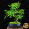 Pinkdose Chinesische Ulme Bonsai Baum Bonsai Neue Frische Woody Mehrjährige Outdoor Garten Bonsai Mini Ulmus Pumila 30 Teile/beutel