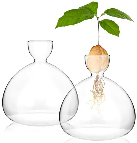 QWORK Avocado-Samen-Vase, 2 Stück, Glas-Avocado-Samen-Anzuchtvase, Avocado-Samen-Glasbehälter, konischer Boden, 1020 ml Fassungsvermögen, für Hydrokulturpflanzen, Zuhause, Büro, Hochzeitsdekoration