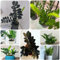 120 pcs Glücksfeder Pflanze Samen, kräuterlinge pflanzensamen Zamioculcas zamiifolia samen kräuter winterharte pflanzen für balkon saatgut alte sorten, zimmerpflanzen luftreinigende