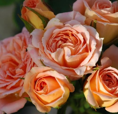 Sweet Dream Miniature/Patio Rose Bush, 3L Pot Plant
