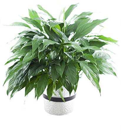 KaBloom - Large Purifying Peace Lily in 6 Pot - Fresh Flowers for Birthday, Valentine's & Mother's Day