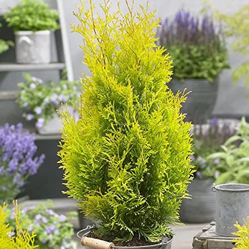 Thuja Smaragd | Evergreen Conifer Tree | Conifcal Tree | Outdoor Potted Plant