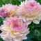 10 pcs dahlien knollen winterhart zwiebeln - flowers winterlinge zwiebeln winterhart mehrjährig,dahlie dahlia, winterharte kübelpflanzen gartenblumen topfpflanzen draußen winterhart