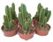 Cactus Cereus Floridiano o Cactus del Ordenador 1 Unidad de 8cm en Maceta Pequeña Cactus Natural