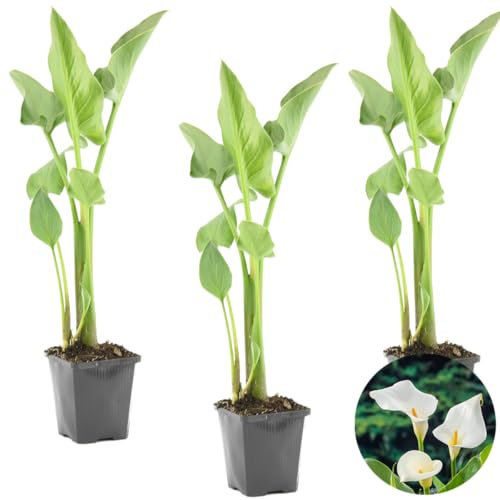 Bloomique - 3er-Set - Zantedeschia Aethiopica - Afrikanische Calla - Teichpflanzen Winterhart - Wasserpflanzen - Zone 1-2 - Höhe 10-20 cm - Topf 9 cm