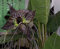 (BTS 400 * Ambizu *) 2015 HEISSER Verkauf Black Tiger Shall Orchideen-Blumen-Samen 200 + 200pcs Seltene Blumen-Orchideen-Samen